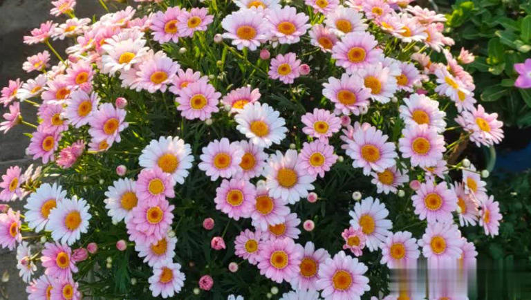 适合懒人和小白的6种花，好养好看爱开花，十盆不嫌多