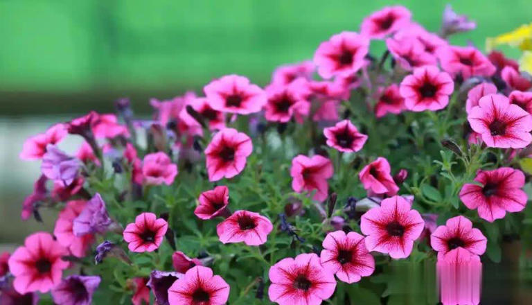 适合懒人和小白的6种花，好养好看爱开花，十盆不嫌多