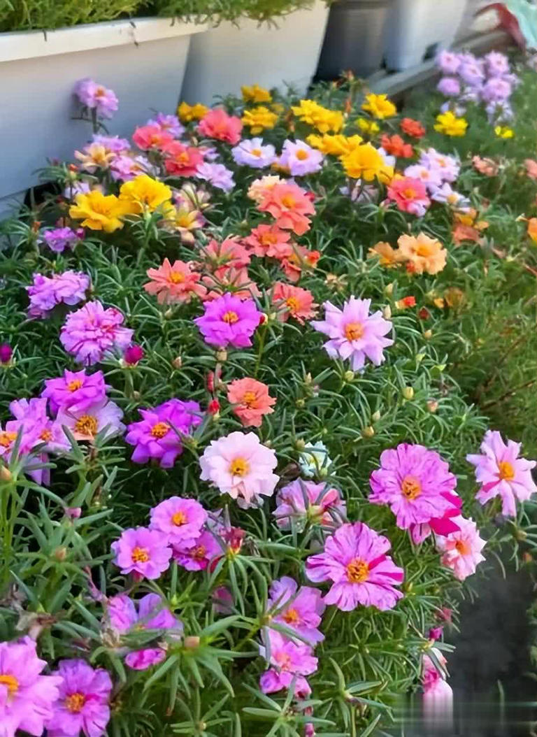 适合懒人和小白的6种花，好养好看爱开花，十盆不嫌多