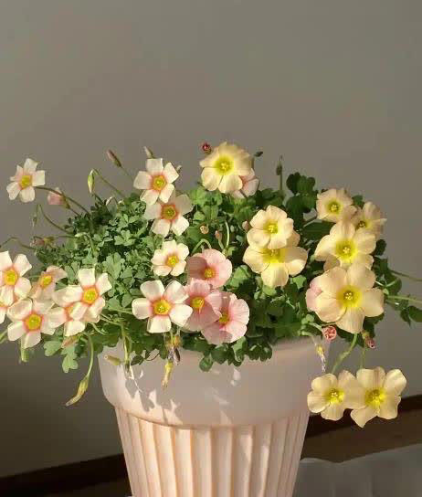 适合懒人和小白的6种花，好养好看爱开花，十盆不嫌多