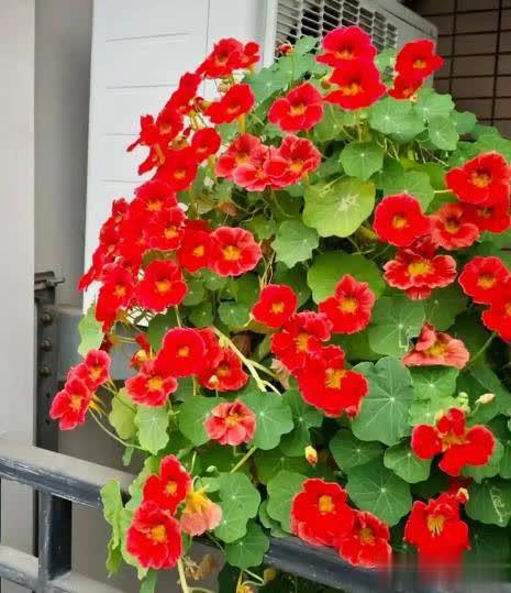 适合懒人和小白的6种花，好养好看爱开花，十盆不嫌多