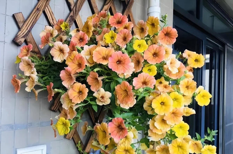 分享6种适合新手的便宜花，好养好看开花又多又美，适合新手