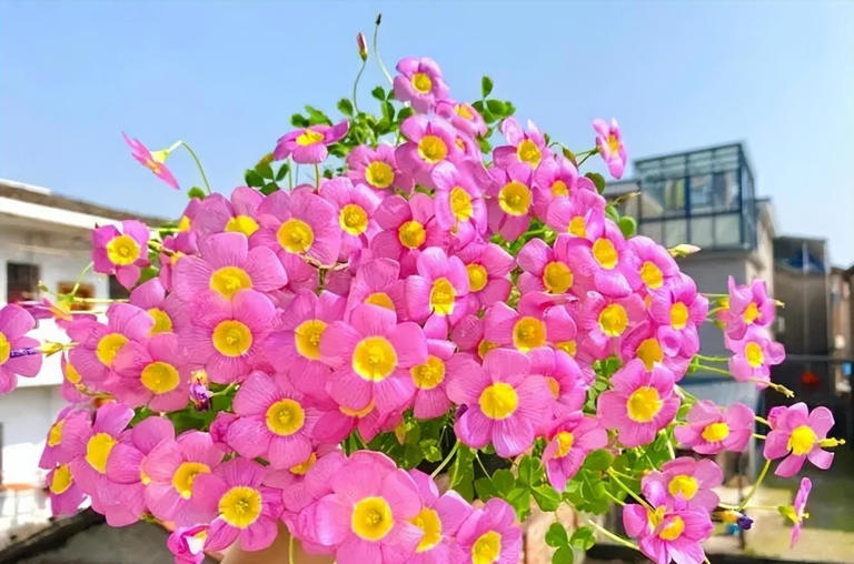 分享6种适合新手的便宜花，好养好看开花又多又美，适合新手