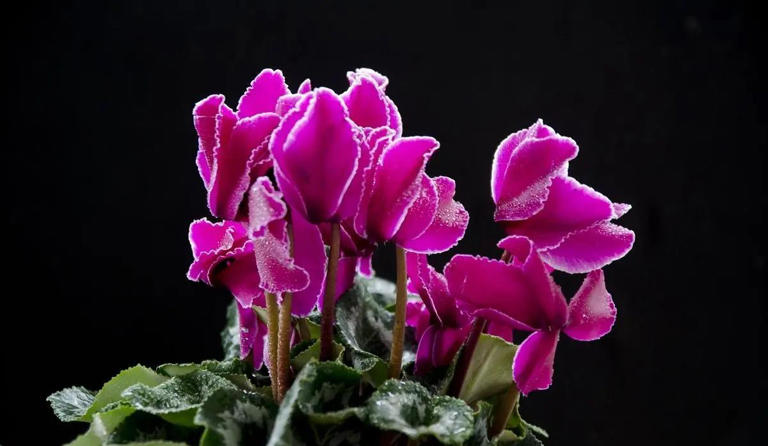 分享6种适合新手的便宜花，好养好看开花又多又美，适合新手