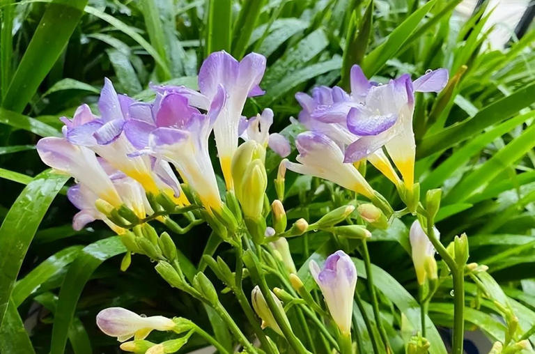 分享6种适合新手的便宜花，好养好看开花又多又美，适合新手