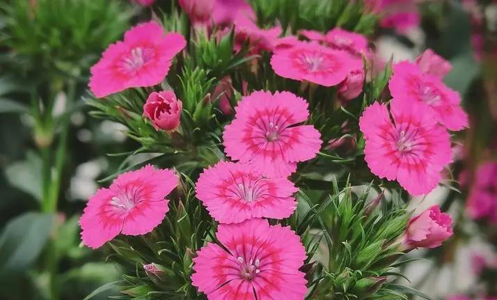 分享6种适合新手的便宜花，好养好看开花又多又美，适合新手