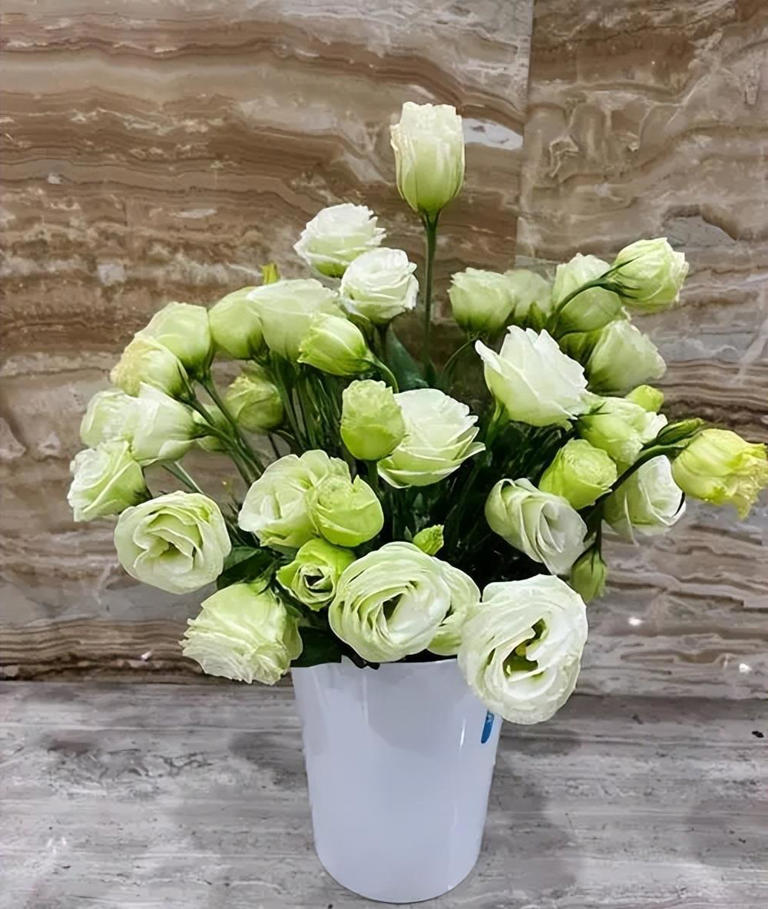 分享6种适合新手的便宜花，好养好看开花又多又美，适合新手