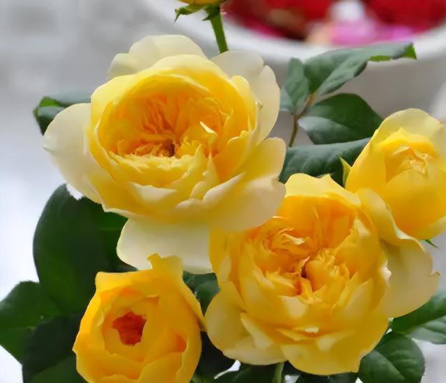 老花匠都喜欢的4种月季花，耐晒耐热不生病虫害，你最喜欢哪种？