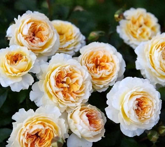 老花匠都喜欢的4种月季花，耐晒耐热不生病虫害，你最喜欢哪种？