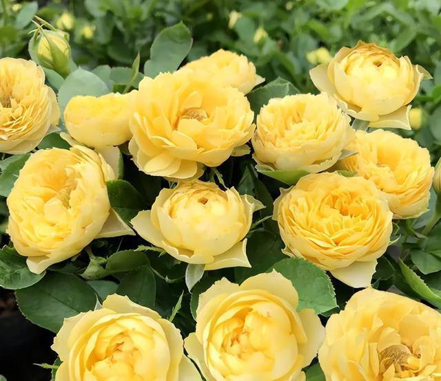 老花匠都喜欢的4种月季花，耐晒耐热不生病虫害，你最喜欢哪种？