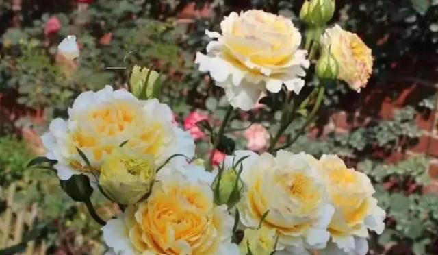 老花匠都喜欢的4种月季花，耐晒耐热不生病虫害，你最喜欢哪种？