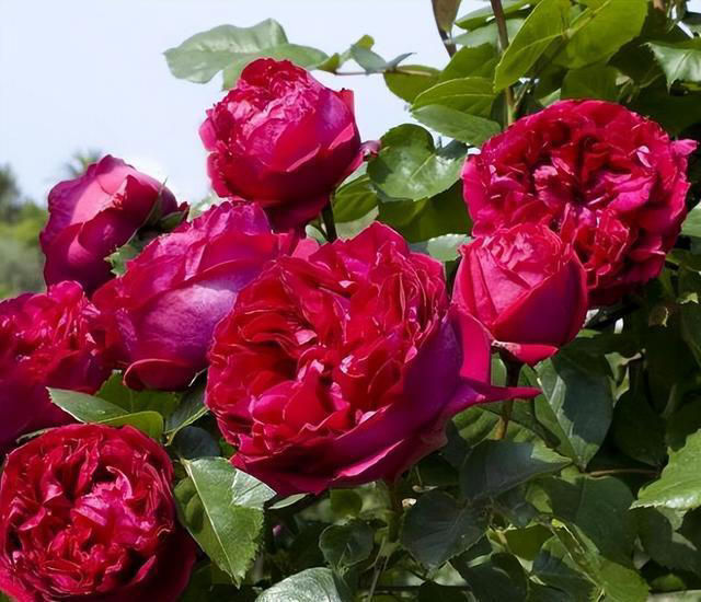 老花匠都喜欢的4种月季花，耐晒耐热不生病虫害，你最喜欢哪种？