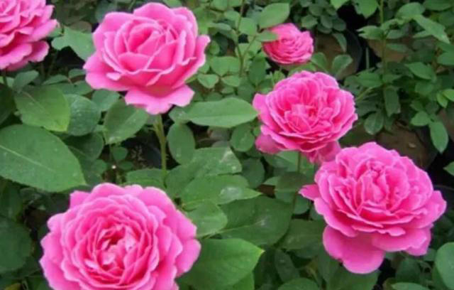 老花匠都喜欢的4种月季花，耐晒耐热不生病虫害，你最喜欢哪种？