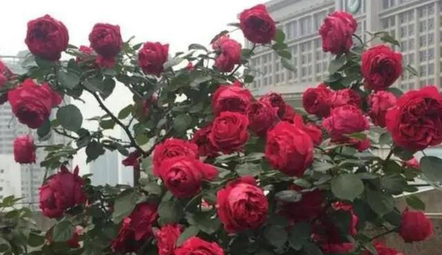 老花匠都喜欢的4种月季花，耐晒耐热不生病虫害，你最喜欢哪种？