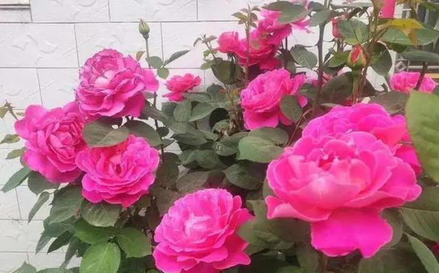 老花匠都喜欢的4种月季花，耐晒耐热不生病虫害，你最喜欢哪种？