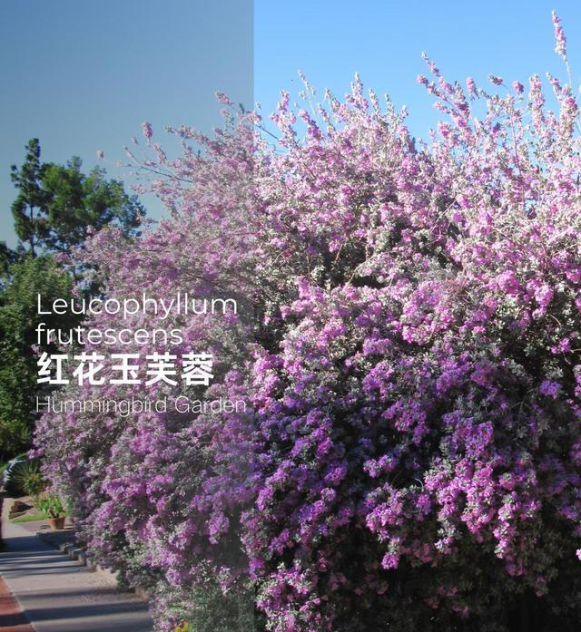 有种冷门、但很优秀的花，不输三角梅，春天开到秋天，耐热又耐寒