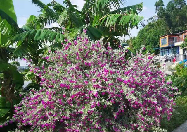 有种冷门、但很优秀的花，不输三角梅，春天开到秋天，耐热又耐寒