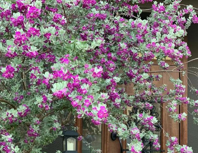 有种冷门、但很优秀的花，不输三角梅，春天开到秋天，耐热又耐寒