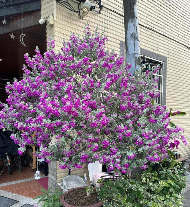 有种冷门、但很优秀的花，不输三角梅，春天开到秋天，耐热又耐寒