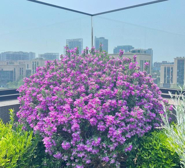 有种冷门、但很优秀的花，不输三角梅，春天开到秋天，耐热又耐寒