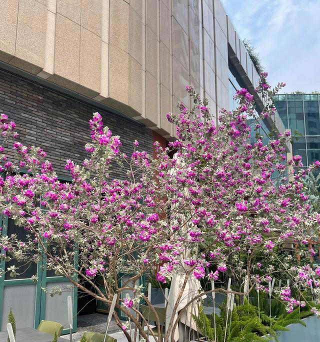 有种冷门、但很优秀的花，不输三角梅，春天开到秋天，耐热又耐寒