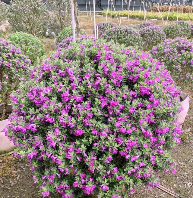 有种冷门、但很优秀的花，不输三角梅，春天开到秋天，耐热又耐寒