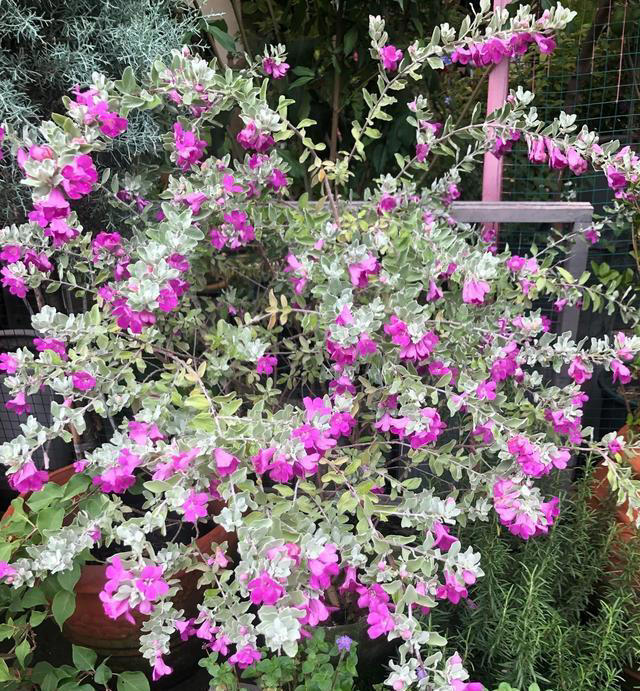 有种冷门、但很优秀的花，不输三角梅，春天开到秋天，耐热又耐寒