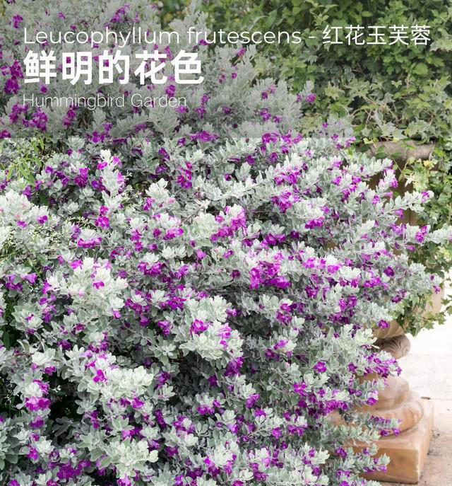 有种冷门、但很优秀的花，不输三角梅，春天开到秋天，耐热又耐寒