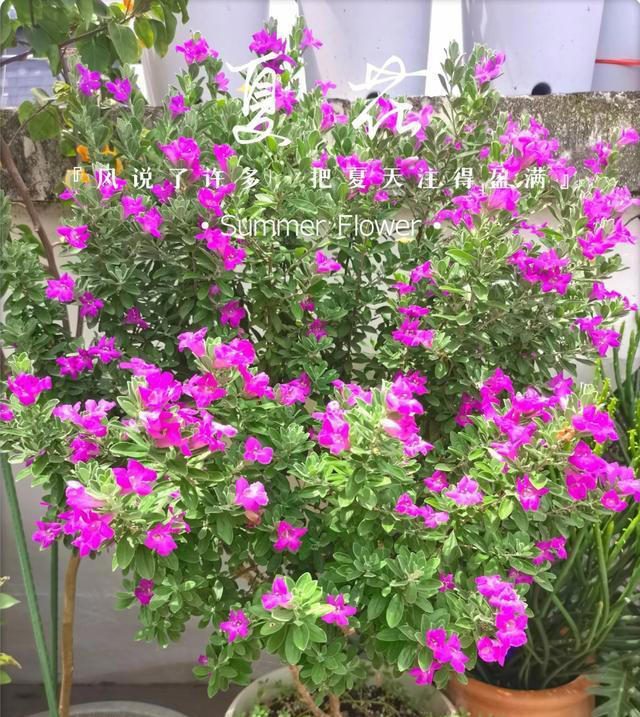 有种冷门、但很优秀的花，不输三角梅，春天开到秋天，耐热又耐寒