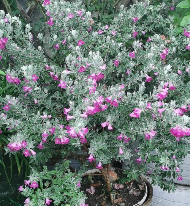 有种冷门、但很优秀的花，不输三角梅，春天开到秋天，耐热又耐寒