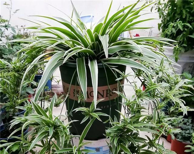 用“3种水”来浇花，枝叶繁茂，开花艳丽，花苞更多，叶子绿油油