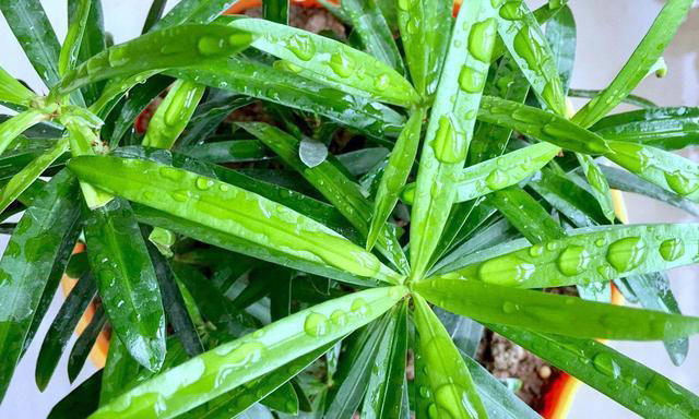 用“3种水”来浇花，枝叶繁茂，开花艳丽，花苞更多，叶子绿油油