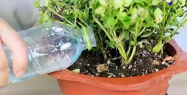 用“3种水”来浇花，枝叶繁茂，开花艳丽，花苞更多，叶子绿油油