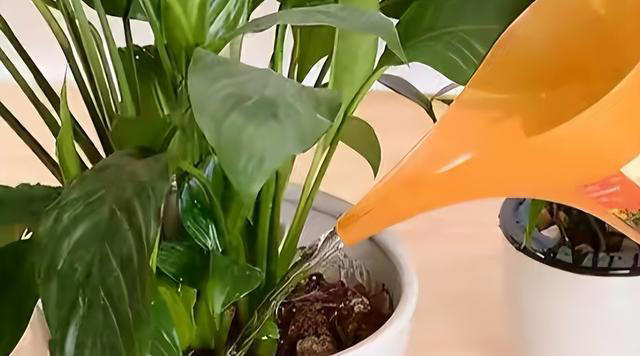 用“3种水”来浇花，枝叶繁茂，开花艳丽，花苞更多，叶子绿油油