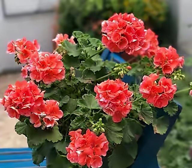 用“3种水”来浇花，枝叶繁茂，开花艳丽，花苞更多，叶子绿油油