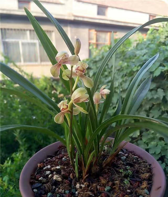 用“3种水”来浇花，枝叶繁茂，开花艳丽，花苞更多，叶子绿油油