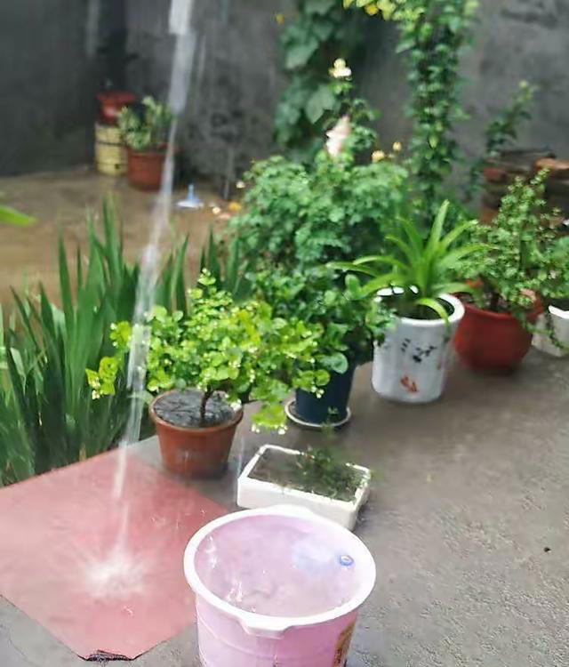 用“3种水”来浇花，枝叶繁茂，开花艳丽，花苞更多，叶子绿油油