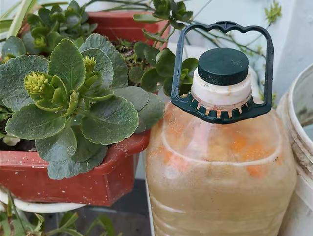 用“3种水”来浇花，枝叶繁茂，开花艳丽，花苞更多，叶子绿油油