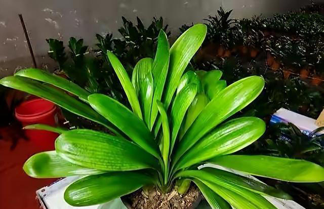 用“3种水”来浇花，枝叶繁茂，开花艳丽，花苞更多，叶子绿油油