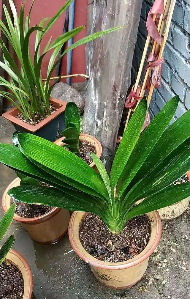 用“3种水”来浇花，枝叶繁茂，开花艳丽，花苞更多，叶子绿油油