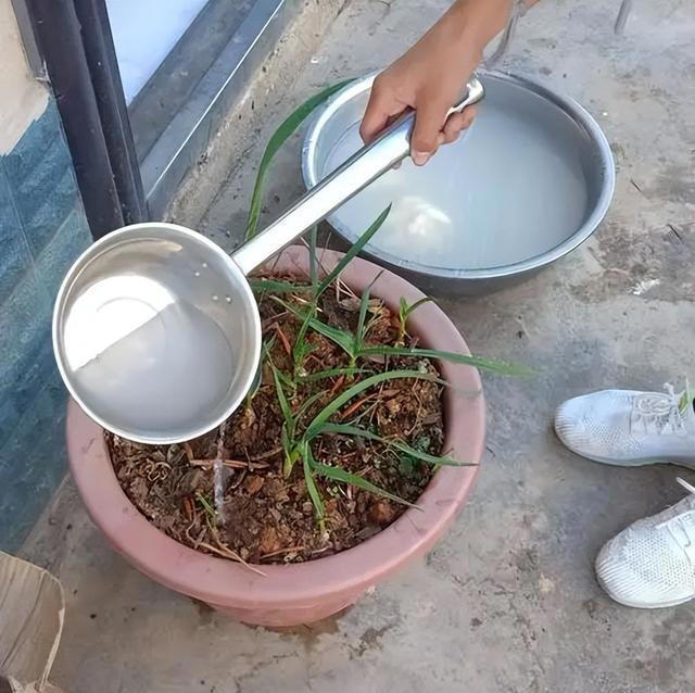 用“3种水”来浇花，枝叶繁茂，开花艳丽，花苞更多，叶子绿油油