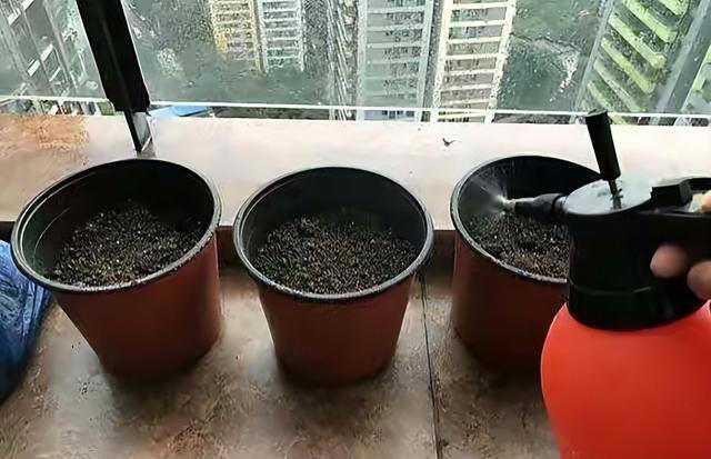 用“3种水”来浇花，枝叶繁茂，开花艳丽，花苞更多，叶子绿油油