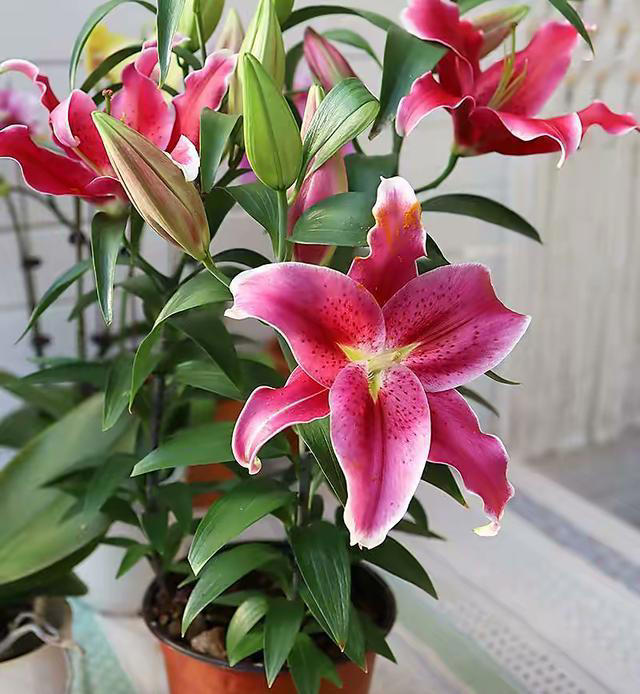 用“3种水”来浇花，枝叶繁茂，开花艳丽，花苞更多，叶子绿油油