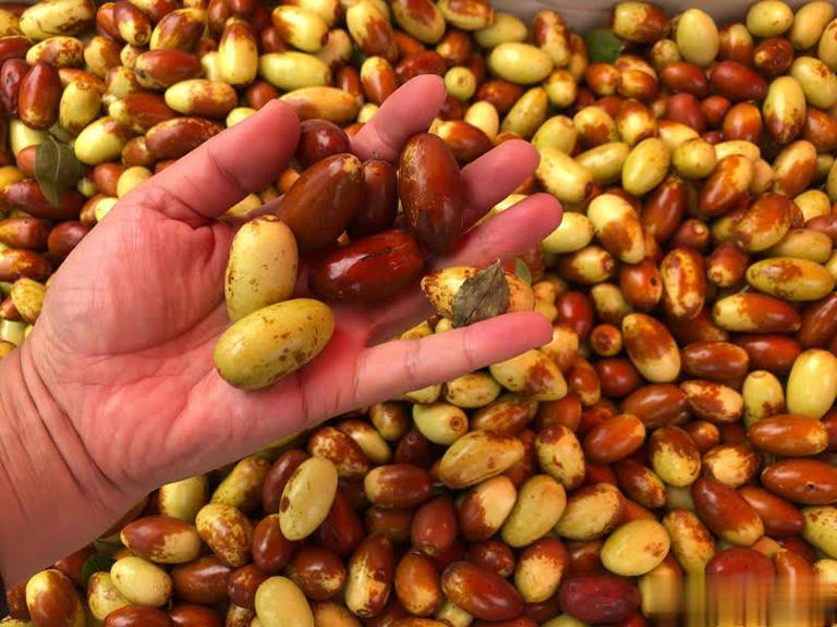 买冬枣挑红还是挑黄？老果农道出实情，别再瞎买了