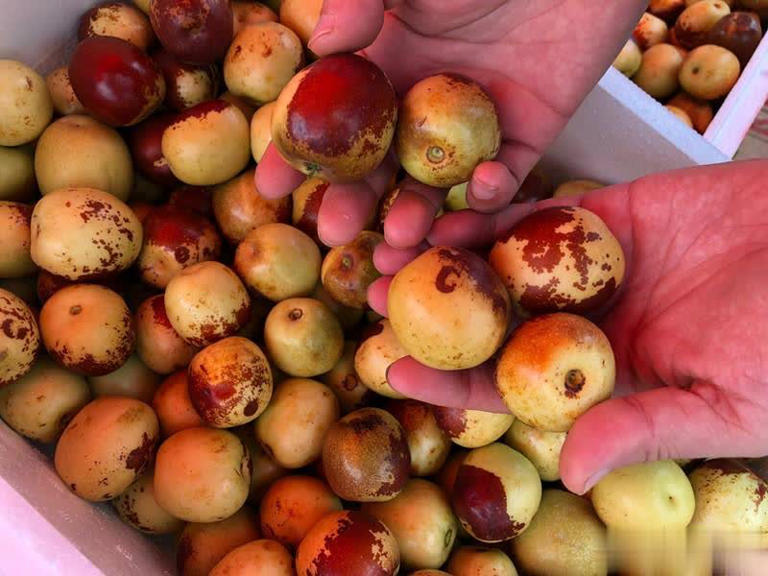 买冬枣挑红还是挑黄？老果农道出实情，别再瞎买了