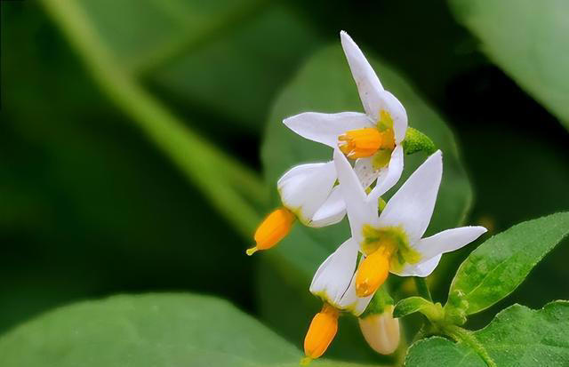 优雅的奇花异草共10种，每一种都让人们感到温柔！