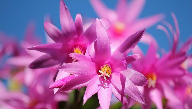 优雅的奇花异草共10种，每一种都让人们感到温柔！