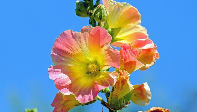 优雅的奇花异草共10种，每一种都让人们感到温柔！