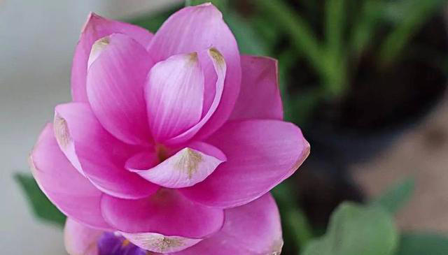 优雅的奇花异草共10种，每一种都让人们感到温柔！