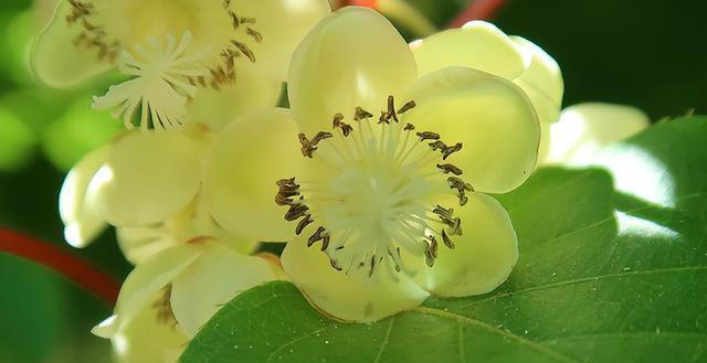 优雅的奇花异草共10种，每一种都让人们感到温柔！